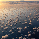 Illustration for article titled Did You Know that These Strange Fields of Ice Flowers Exist At Sea?